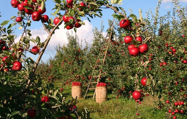 Mutui Agevolati e Contributi a Fondo Perduto alle Imprese Agricole